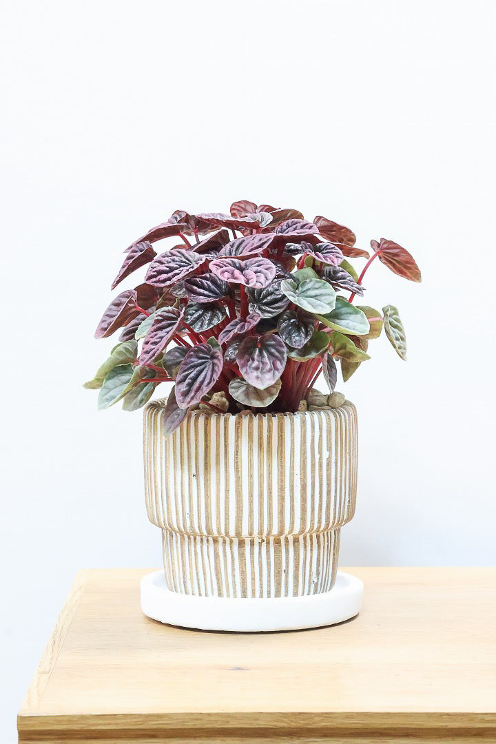 【ペペロミア レッドルナ】深い赤色が美しい。愛知県のペペロミア職人の冨永さんが手がけました！