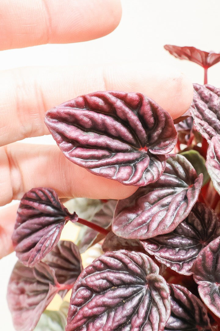 【ペペロミア レッドルナ】深い赤色が美しい。愛知県のペペロミア職人の冨永さんが手がけました！