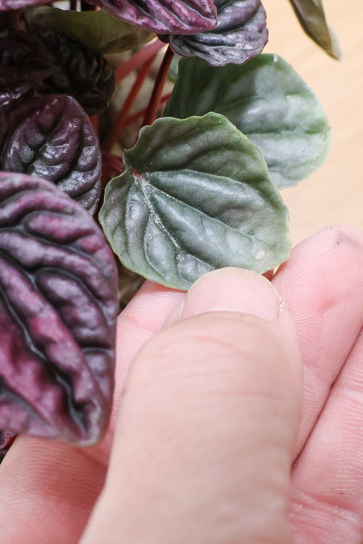 【ペペロミア レッドルナ】深い赤色が美しい。愛知県のペペロミア職人の冨永さんが手がけました！