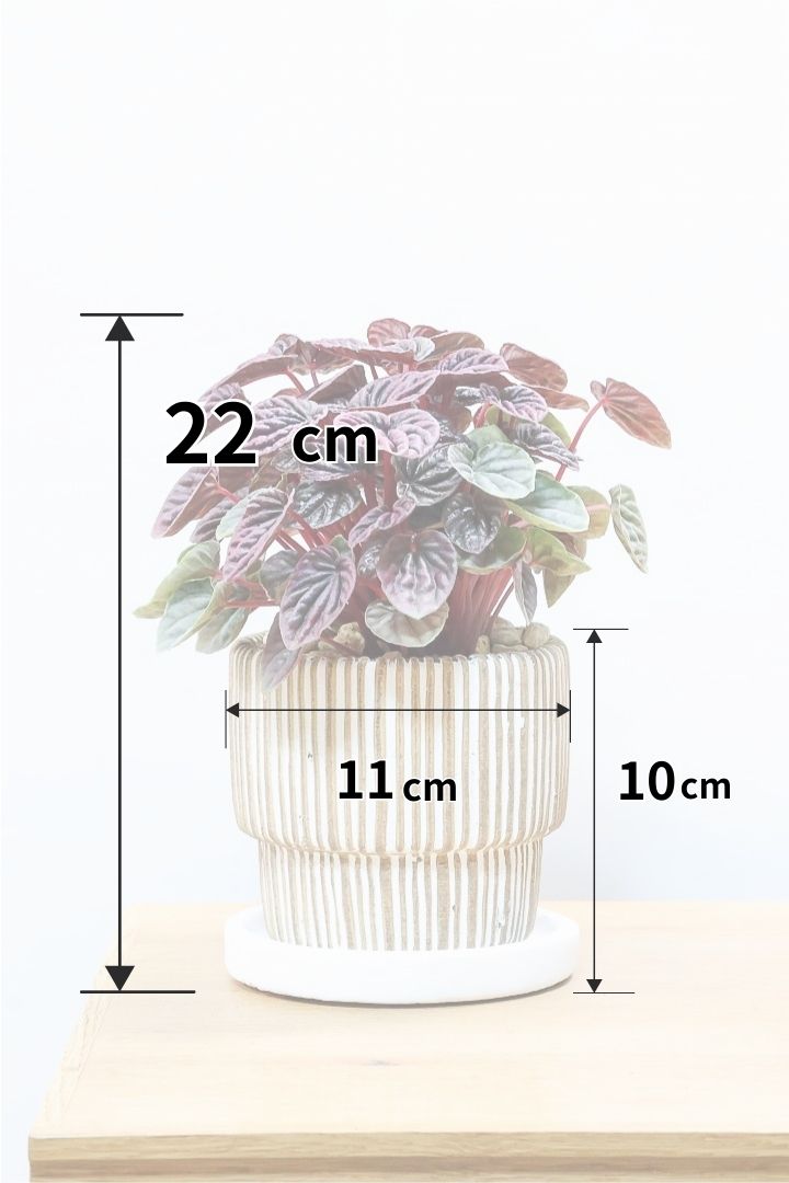 【ペペロミア レッドルナ】深い赤色が美しい。愛知県のペペロミア職人の冨永さんが手がけました！