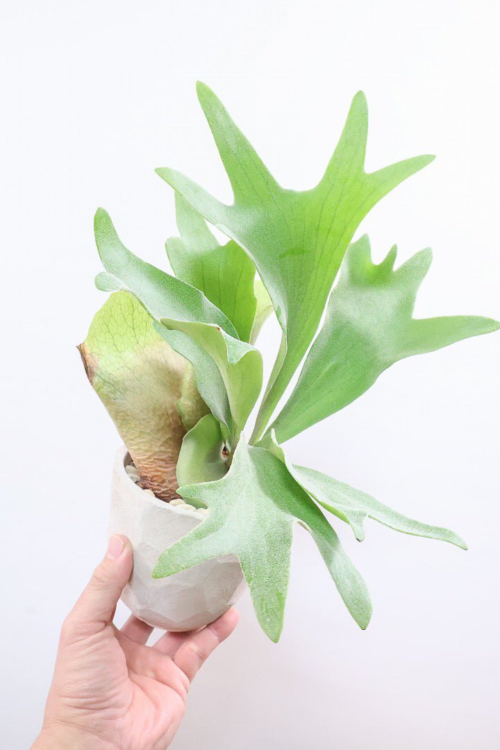 【コウモリラン アルシコルネ】これももはや芸術ですよ。こんなきれいなモウモリランを作ってくださる生産者さんに感謝です！