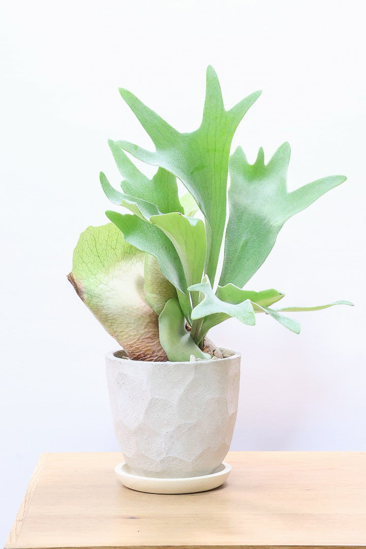 【コウモリラン アルシコルネ】これももはや芸術ですよ。こんなきれいなモウモリランを作ってくださる生産者さんに感謝です！