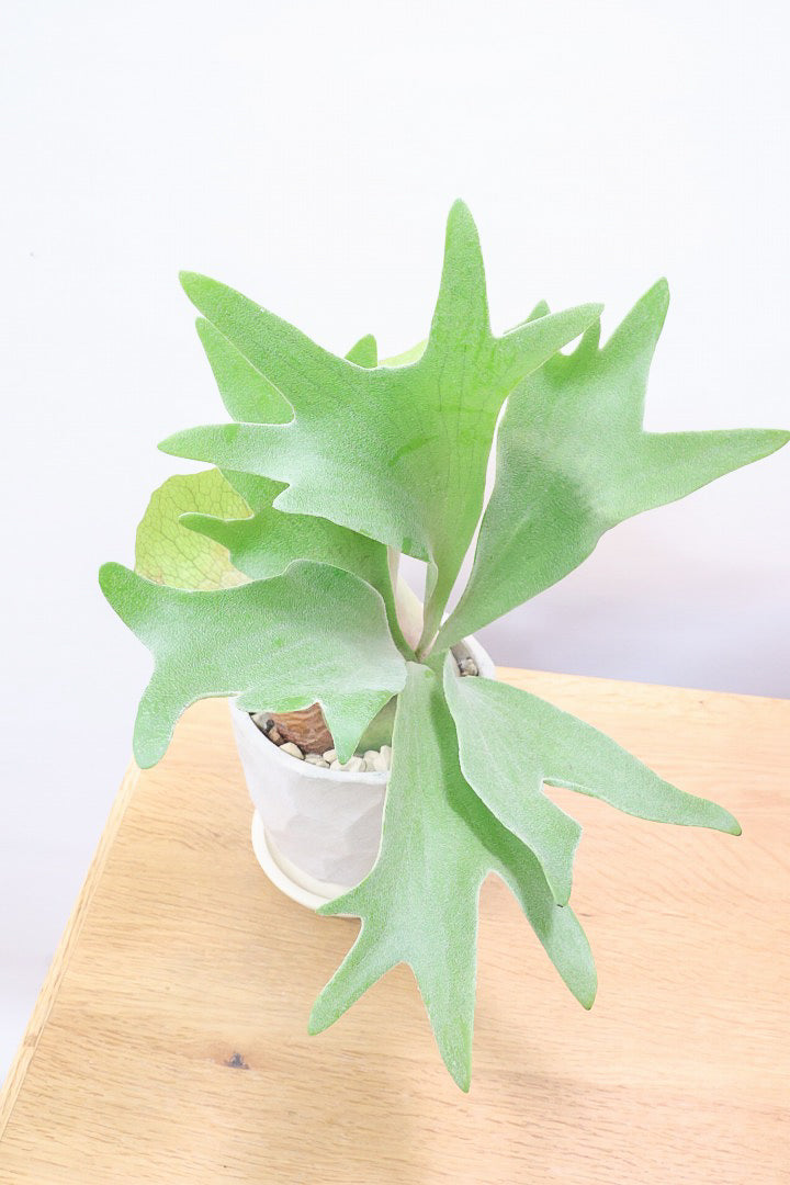 【コウモリラン アルシコルネ】これももはや芸術ですよ。こんなきれいなモウモリランを作ってくださる生産者さんに感謝です！