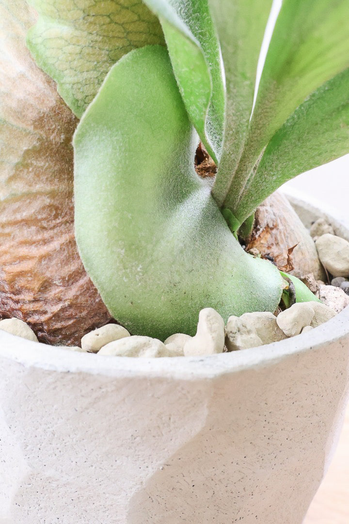 【コウモリラン アルシコルネ】これももはや芸術ですよ。こんなきれいなモウモリランを作ってくださる生産者さんに感謝です！