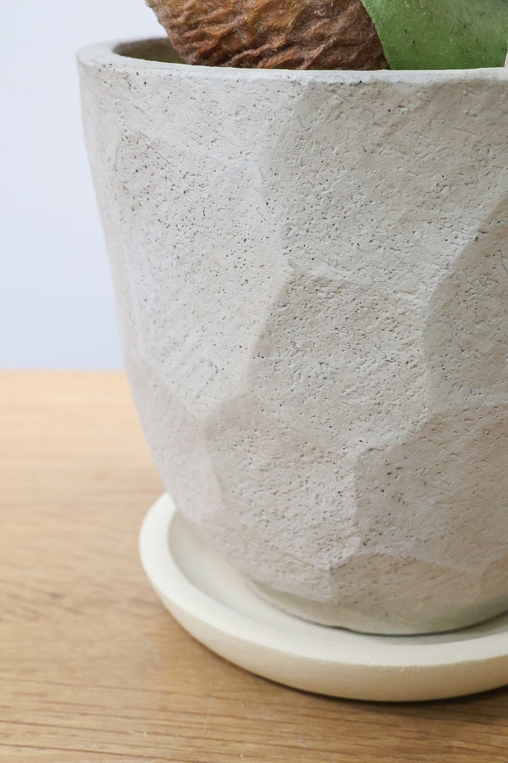 【コウモリラン アルシコルネ】これももはや芸術ですよ。こんなきれいなモウモリランを作ってくださる生産者さんに感謝です！