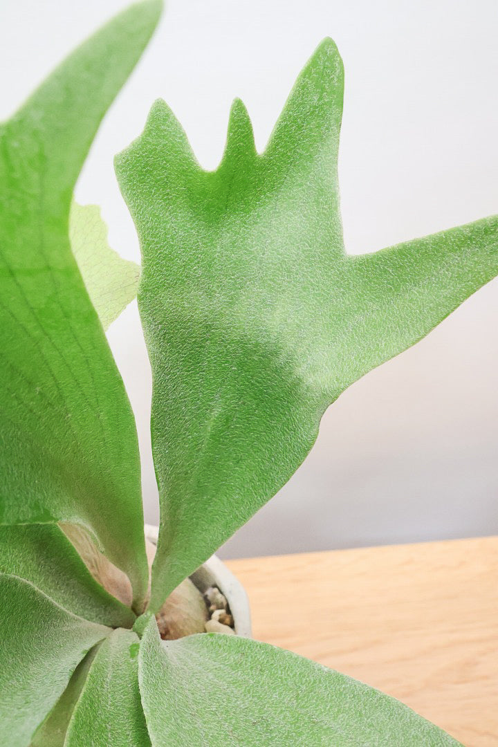 【コウモリラン アルシコルネ】これももはや芸術ですよ。こんなきれいなモウモリランを作ってくださる生産者さんに感謝です！