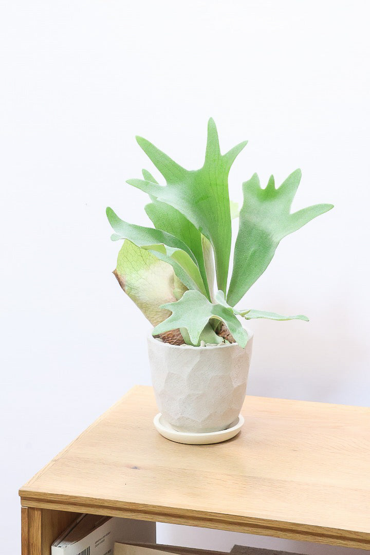 【コウモリラン アルシコルネ】これももはや芸術ですよ。こんなきれいなモウモリランを作ってくださる生産者さんに感謝です！