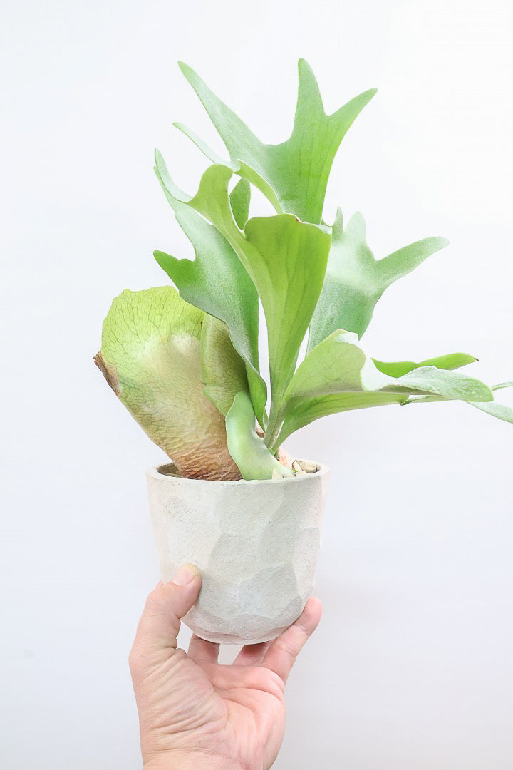 【コウモリラン アルシコルネ】これももはや芸術ですよ。こんなきれいなモウモリランを作ってくださる生産者さんに感謝です！