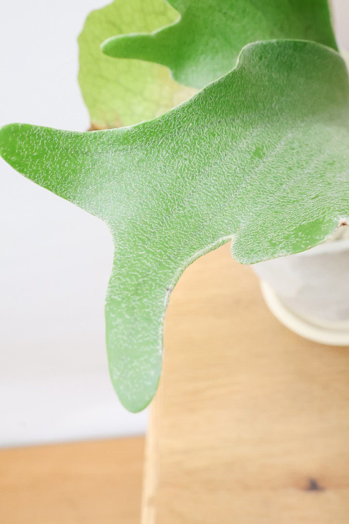 【コウモリラン アルシコルネ】これももはや芸術ですよ。こんなきれいなモウモリランを作ってくださる生産者さんに感謝です！