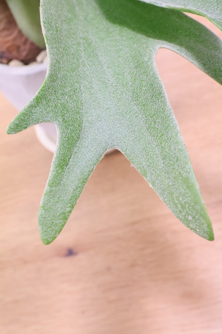 【コウモリラン アルシコルネ】これももはや芸術ですよ。こんなきれいなモウモリランを作ってくださる生産者さんに感謝です！