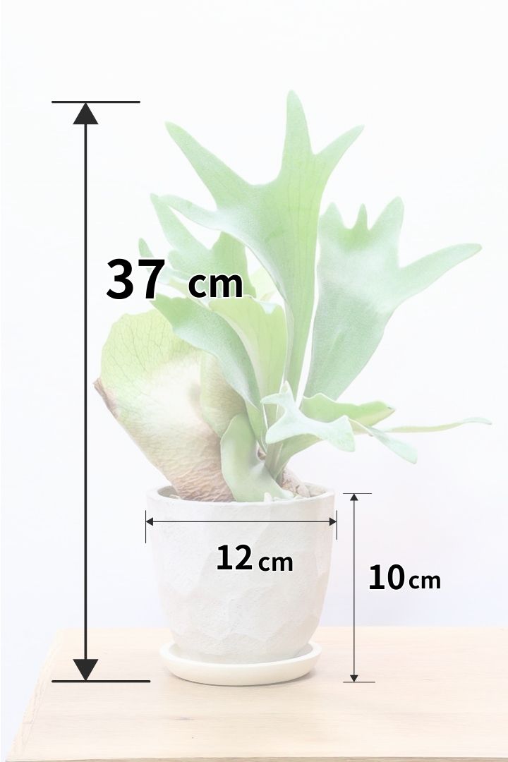 【コウモリラン アルシコルネ】これももはや芸術ですよ。こんなきれいなモウモリランを作ってくださる生産者さんに感謝です！