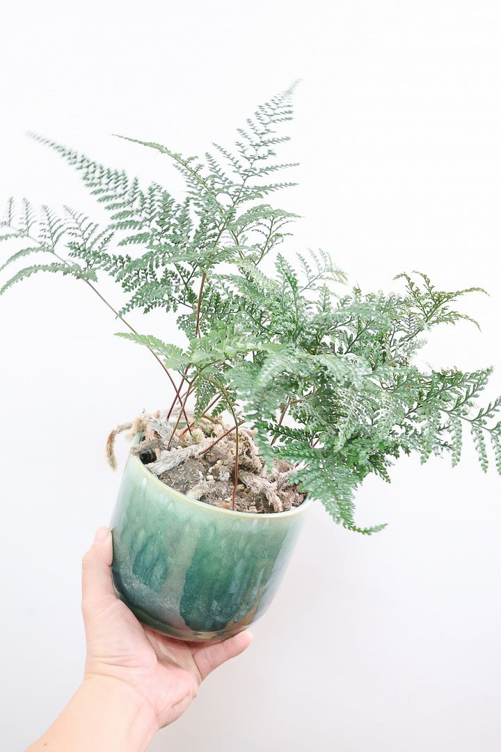 【シノブ】日陰に強い!そして触り心地がとても良い美しい葉です！白い根もたくさん出ていますよ！