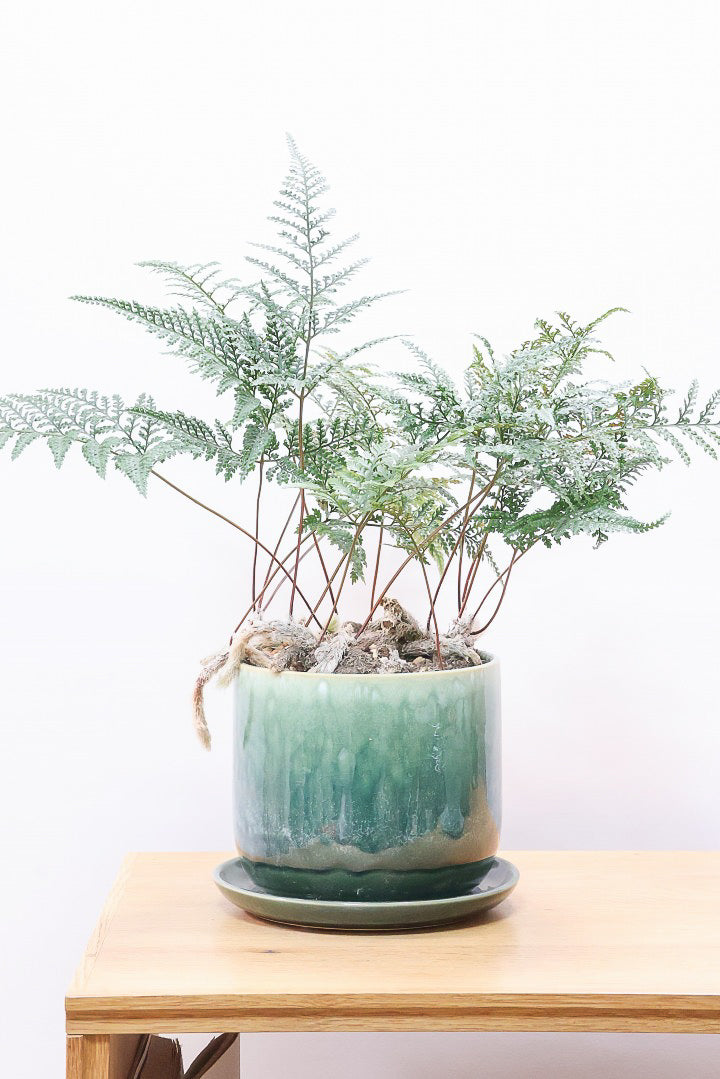 【シノブ】日陰に強い!そして触り心地がとても良い美しい葉です！白い根もたくさん出ていますよ！