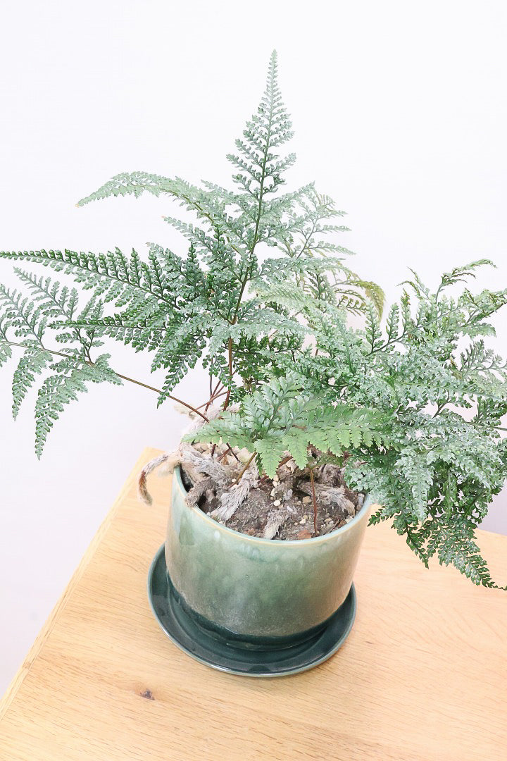 【シノブ】日陰に強い!そして触り心地がとても良い美しい葉です！白い根もたくさん出ていますよ！