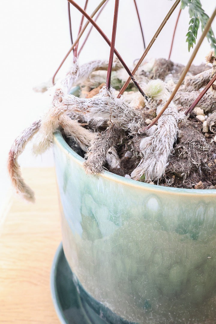 【シノブ】日陰に強い!そして触り心地がとても良い美しい葉です！白い根もたくさん出ていますよ！