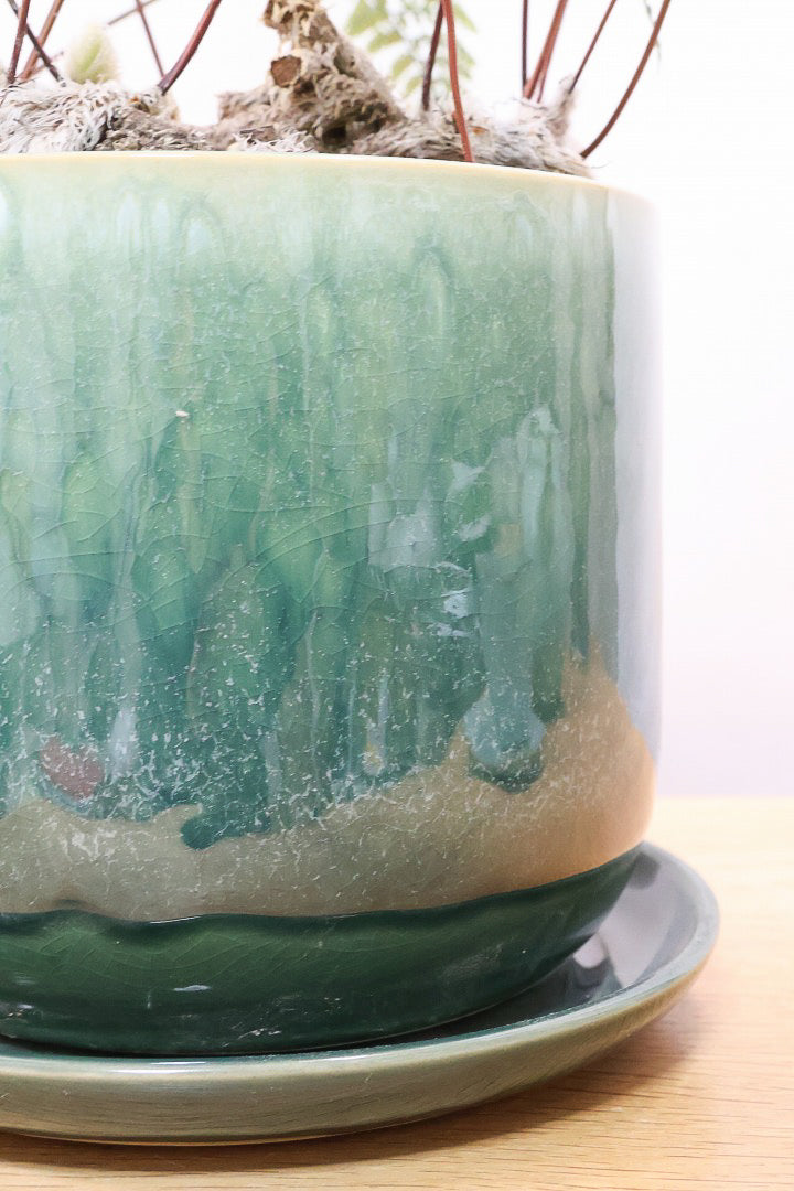 【シノブ】日陰に強い!そして触り心地がとても良い美しい葉です！白い根もたくさん出ていますよ！