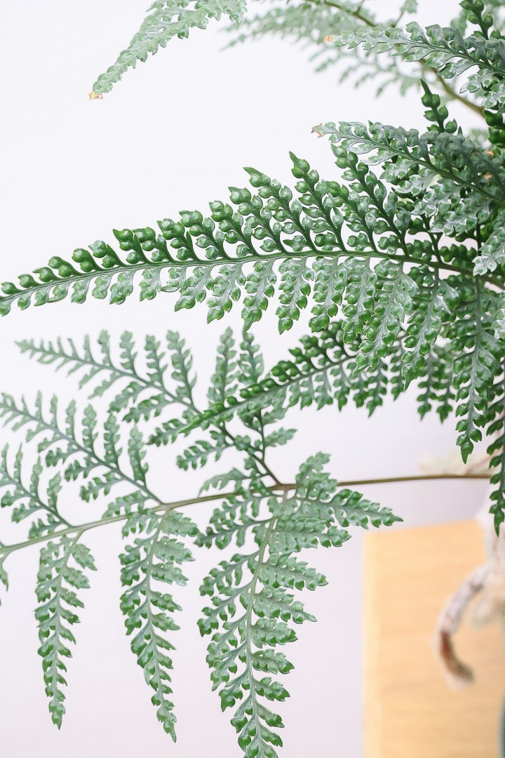 【シノブ】日陰に強い!そして触り心地がとても良い美しい葉です！白い根もたくさん出ていますよ！