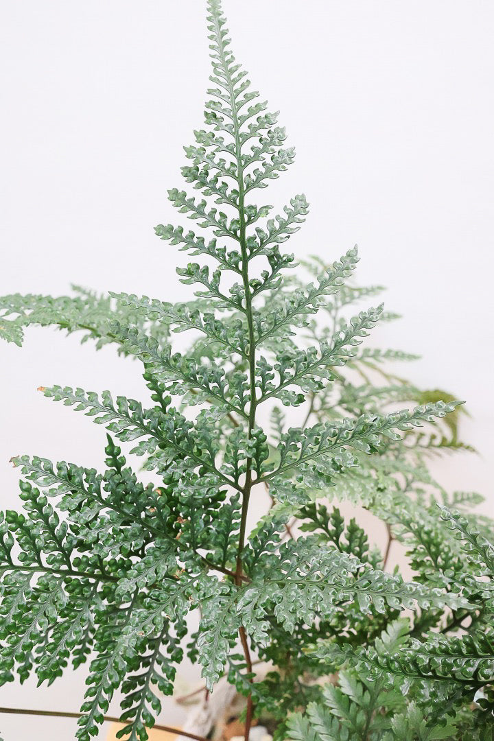 【シノブ】日陰に強い!そして触り心地がとても良い美しい葉です！白い根もたくさん出ていますよ！