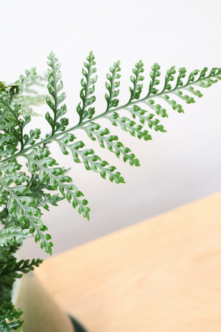 【シノブ】日陰に強い!そして触り心地がとても良い美しい葉です！白い根もたくさん出ていますよ！