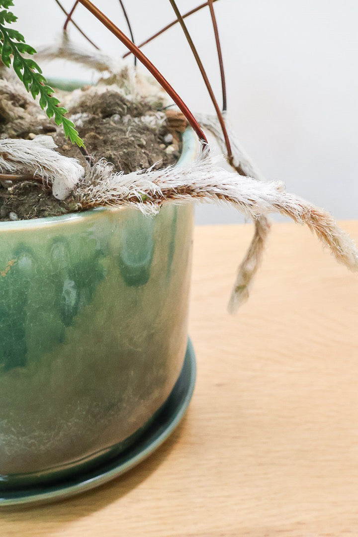 【シノブ】日陰に強い!そして触り心地がとても良い美しい葉です！白い根もたくさん出ていますよ！