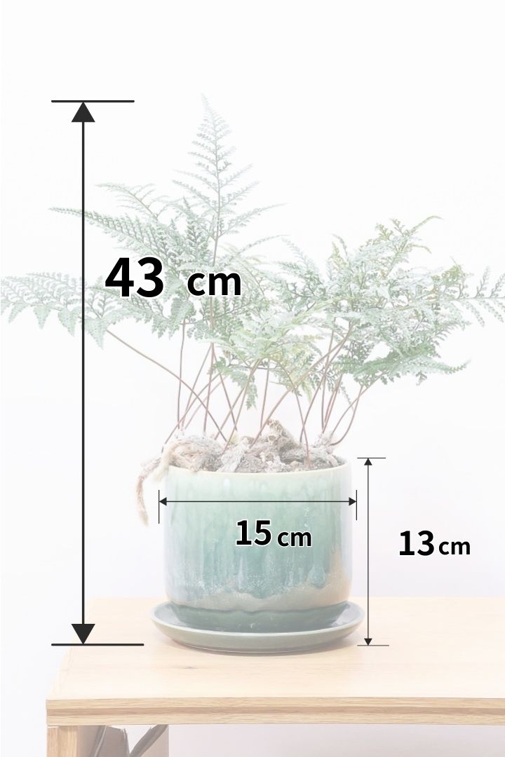 【シノブ】日陰に強い!そして触り心地がとても良い美しい葉です！白い根もたくさん出ていますよ！