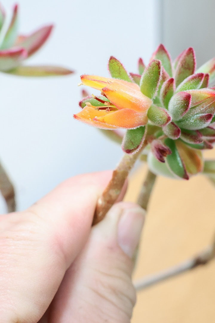 【エケベリア ハムシー】葉の表面に産毛のあるとても触り心地の良い子！長い時間をかけて当店でしっかりと仕上げました！