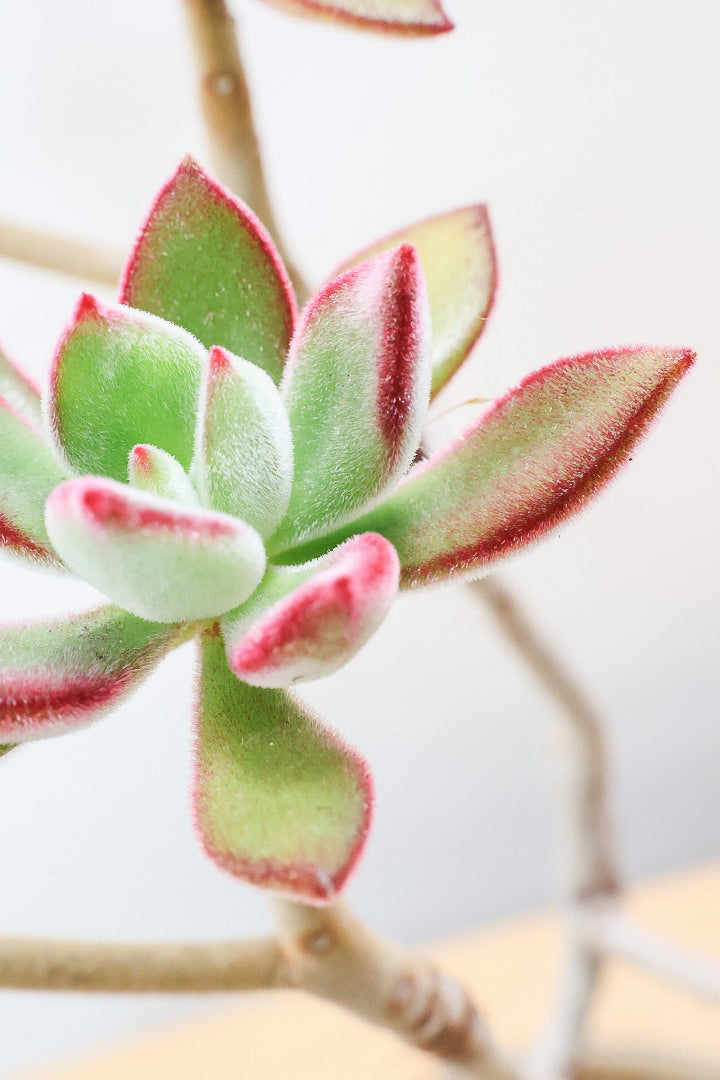 【エケベリア ハムシー】葉の表面に産毛のあるとても触り心地の良い子！長い時間をかけて当店でしっかりと仕上げました！