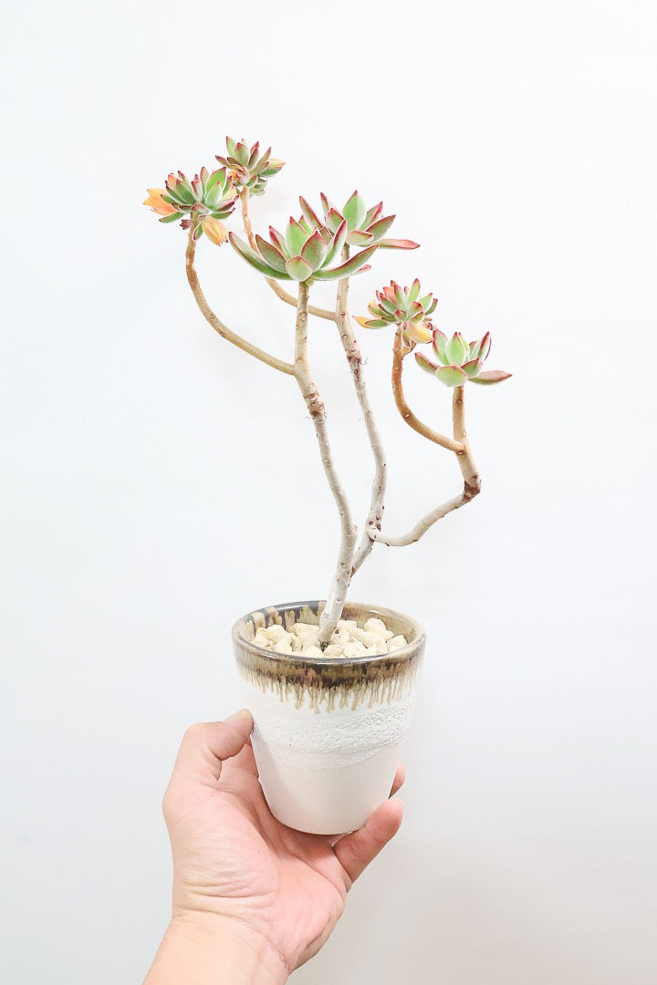 【エケベリア ハムシー】葉の表面に産毛のあるとても触り心地の良い子！長い時間をかけて当店でしっかりと仕上げました！