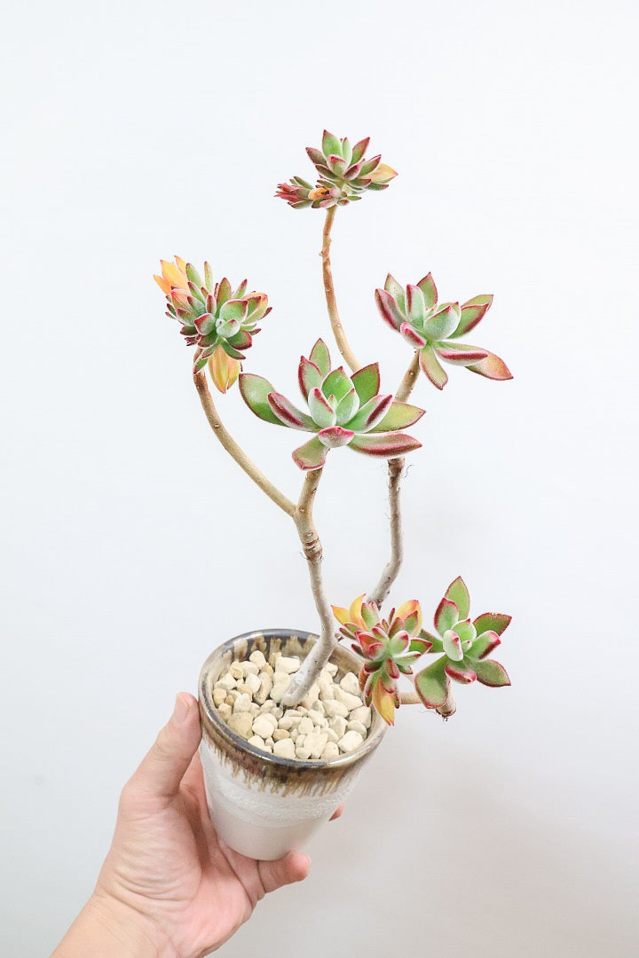 【エケベリア ハムシー】葉の表面に産毛のあるとても触り心地の良い子！長い時間をかけて当店でしっかりと仕上げました！