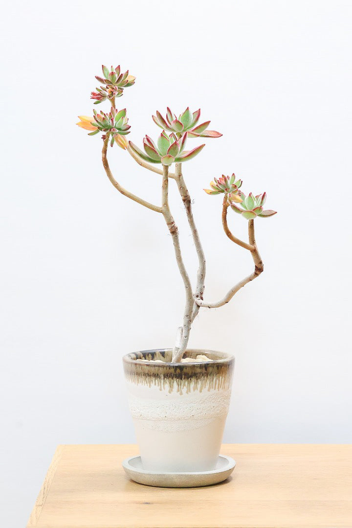 【エケベリア ハムシー】葉の表面に産毛のあるとても触り心地の良い子！長い時間をかけて当店でしっかりと仕上げました！