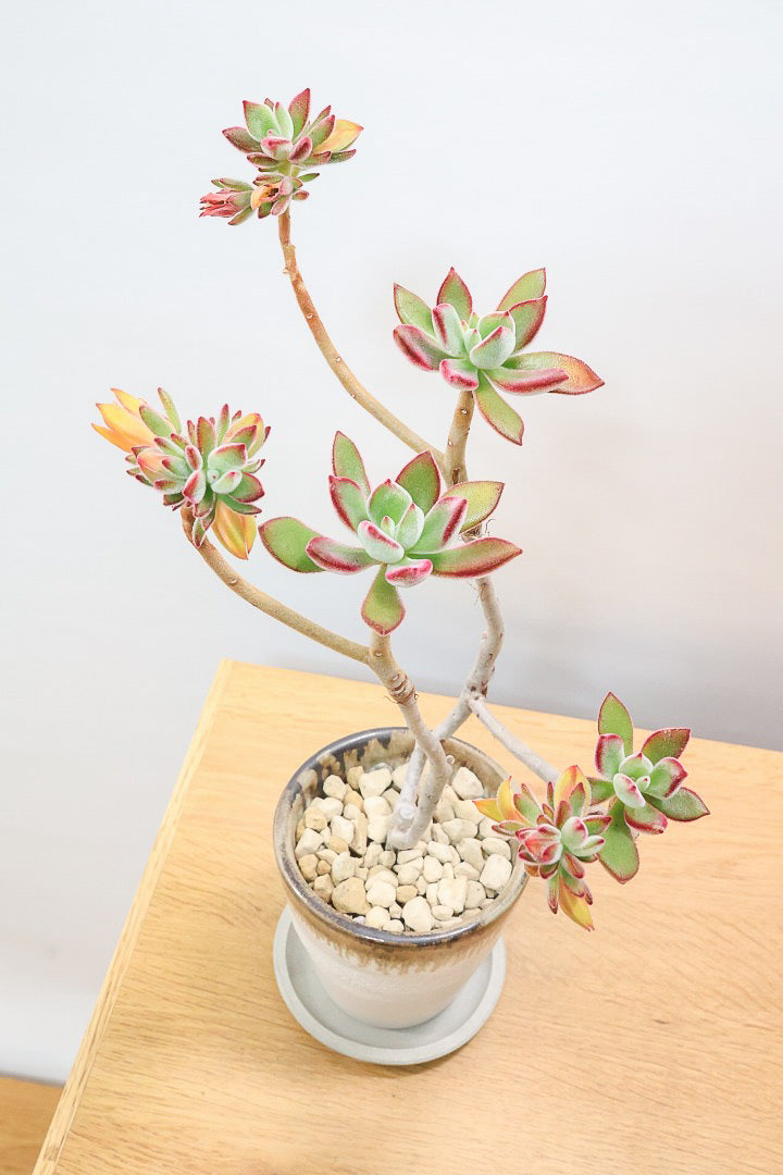 【エケベリア ハムシー】葉の表面に産毛のあるとても触り心地の良い子！長い時間をかけて当店でしっかりと仕上げました！