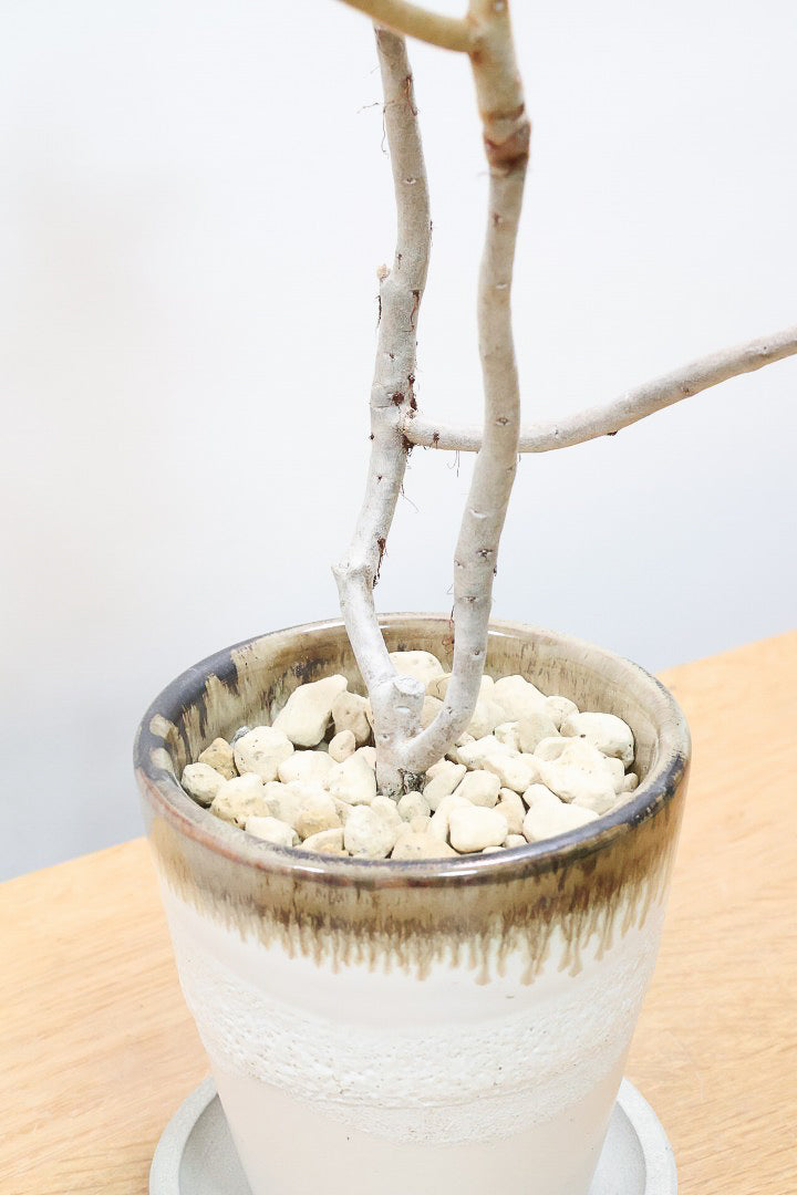 【エケベリア ハムシー】葉の表面に産毛のあるとても触り心地の良い子！長い時間をかけて当店でしっかりと仕上げました！