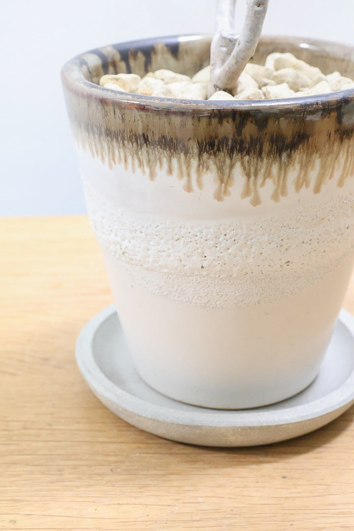 【エケベリア ハムシー】葉の表面に産毛のあるとても触り心地の良い子！長い時間をかけて当店でしっかりと仕上げました！