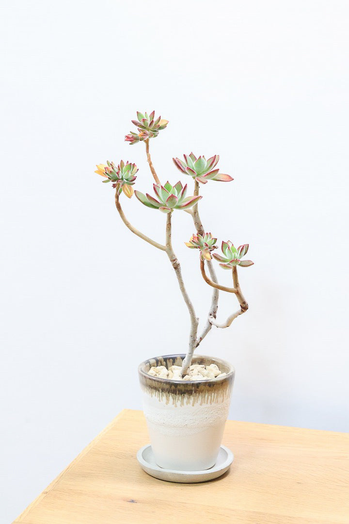 【エケベリア ハムシー】葉の表面に産毛のあるとても触り心地の良い子！長い時間をかけて当店でしっかりと仕上げました！