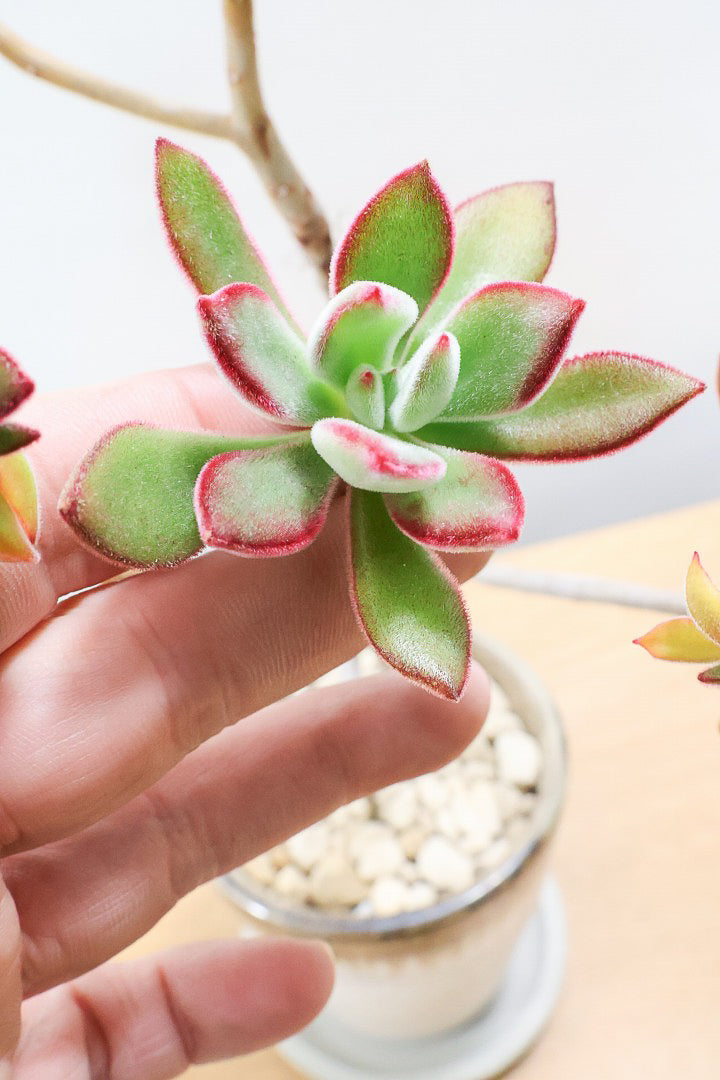 【エケベリア ハムシー】葉の表面に産毛のあるとても触り心地の良い子！長い時間をかけて当店でしっかりと仕上げました！