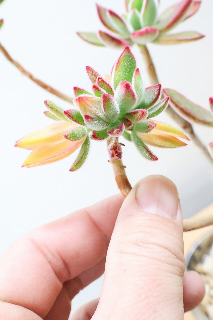 【エケベリア ハムシー】葉の表面に産毛のあるとても触り心地の良い子！長い時間をかけて当店でしっかりと仕上げました！