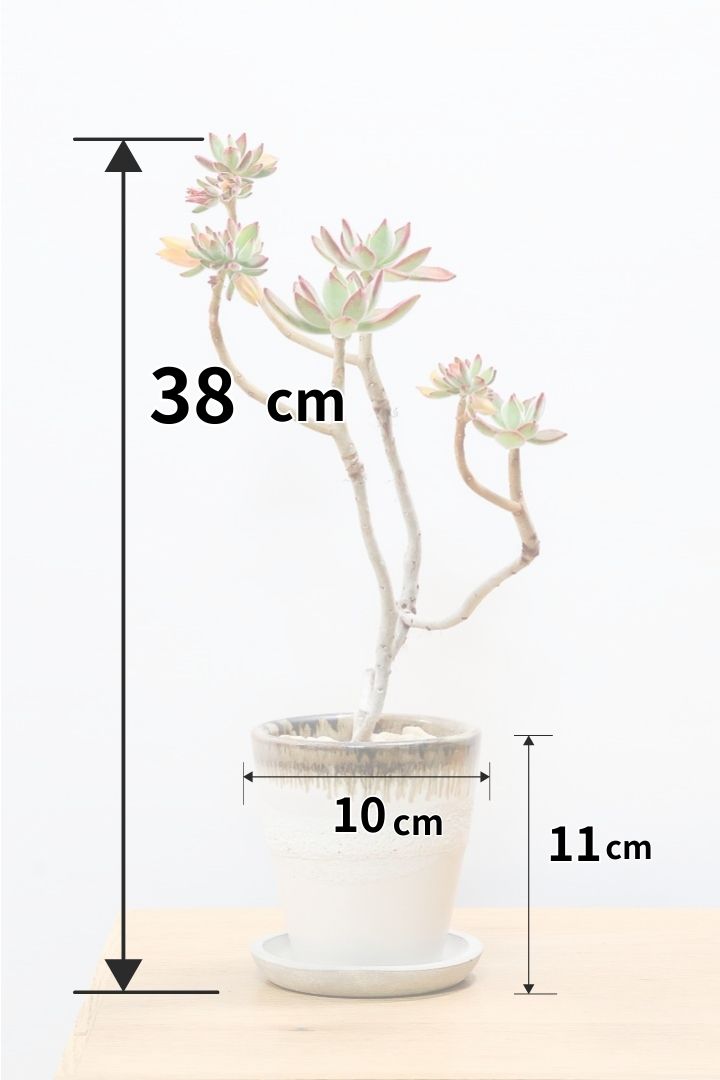 【エケベリア ハムシー】葉の表面に産毛のあるとても触り心地の良い子！長い時間をかけて当店でしっかりと仕上げました！