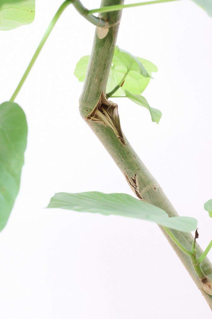 【ウンベラータ】※幹に傷有のため特価！生長には問題ありません。あくまで見た目の問題だけです！