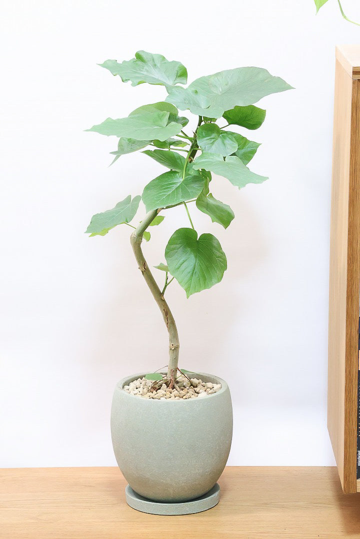 【ウンベラータ】※幹に傷有のため特価！生長には問題ありません。あくまで見た目の問題だけです！