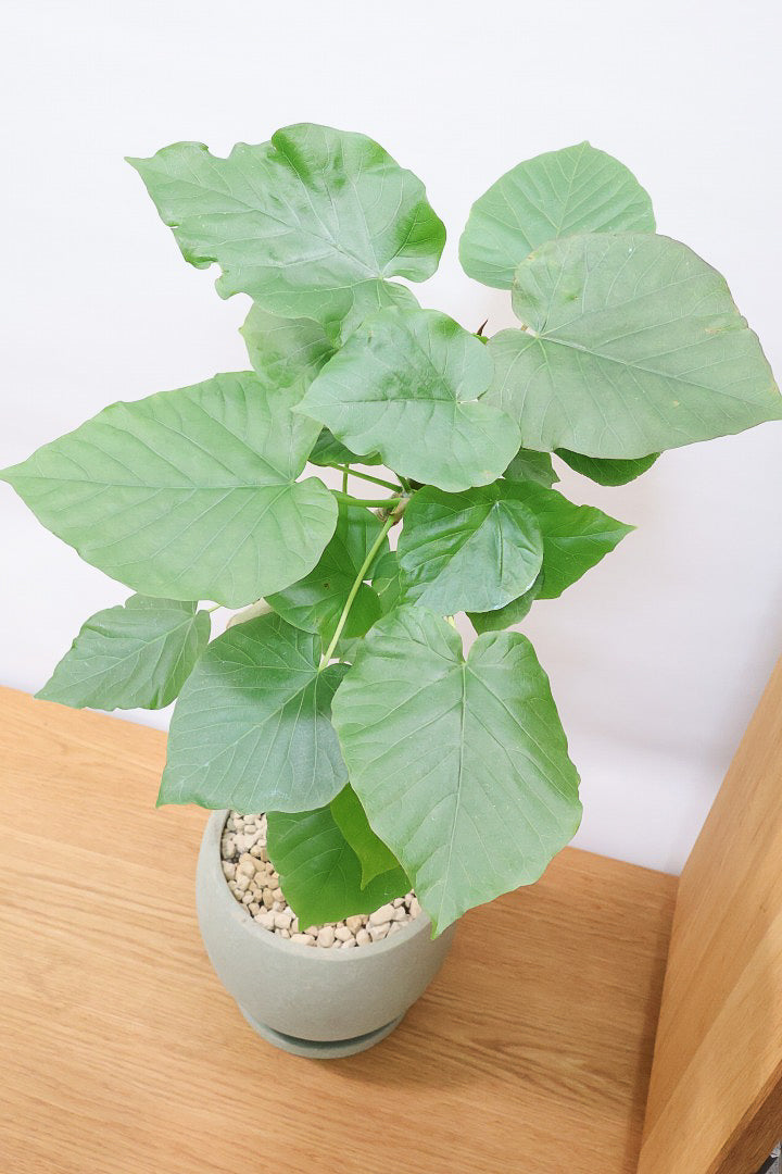 【ウンベラータ】※幹に傷有のため特価！生長には問題ありません。あくまで見た目の問題だけです！