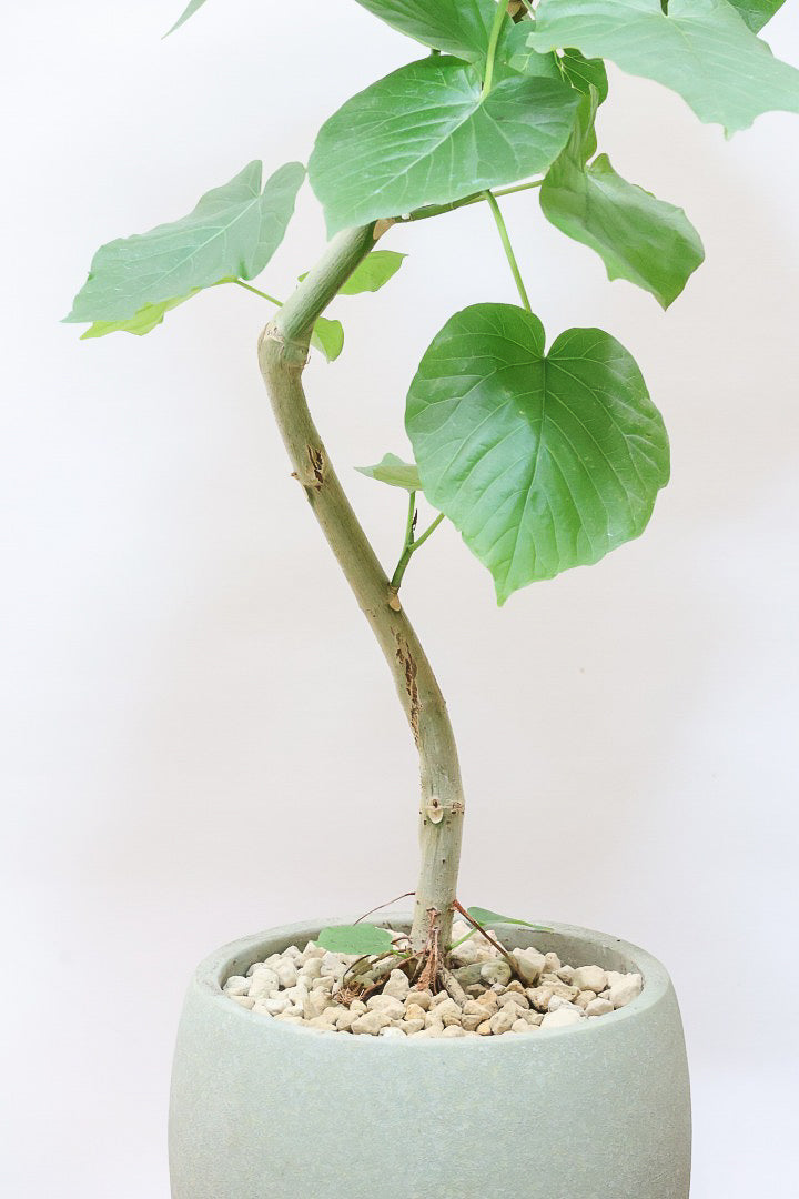 【ウンベラータ】※幹に傷有のため特価！生長には問題ありません。あくまで見た目の問題だけです！