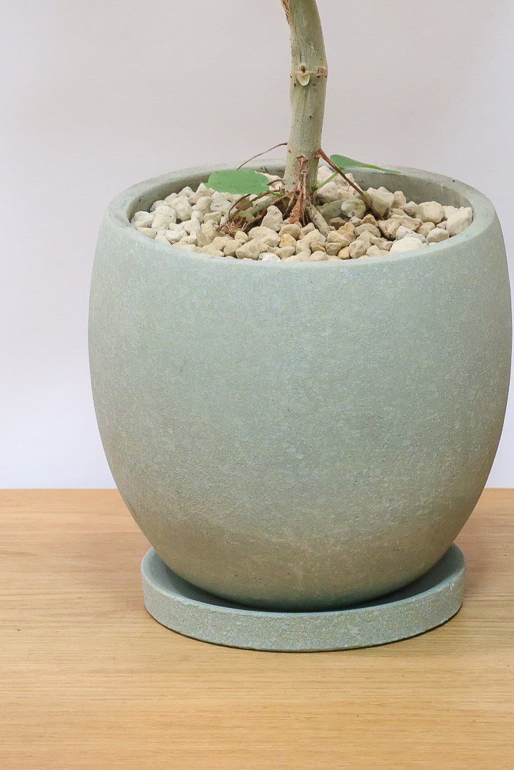 【ウンベラータ】※幹に傷有のため特価！生長には問題ありません。あくまで見た目の問題だけです！