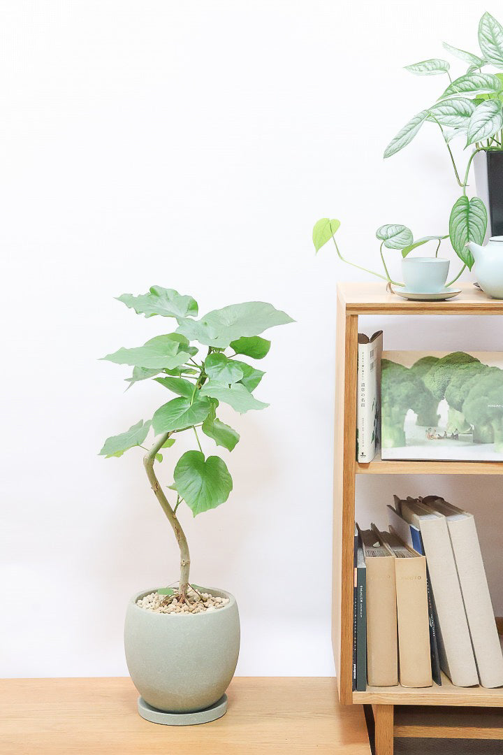 【ウンベラータ】※幹に傷有のため特価！生長には問題ありません。あくまで見た目の問題だけです！