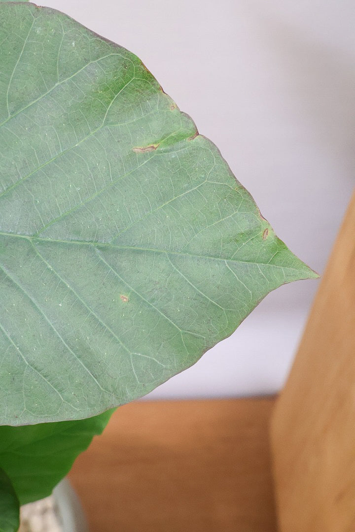 【ウンベラータ】※幹に傷有のため特価！生長には問題ありません。あくまで見た目の問題だけです！