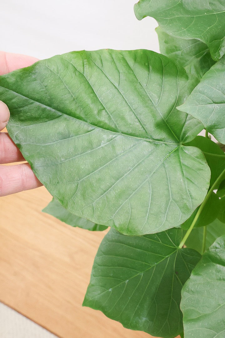 【ウンベラータ】※幹に傷有のため特価！生長には問題ありません。あくまで見た目の問題だけです！