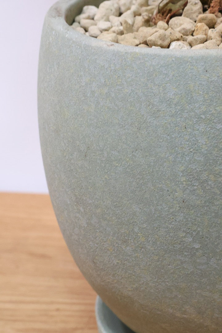 【ウンベラータ】※幹に傷有のため特価！生長には問題ありません。あくまで見た目の問題だけです！