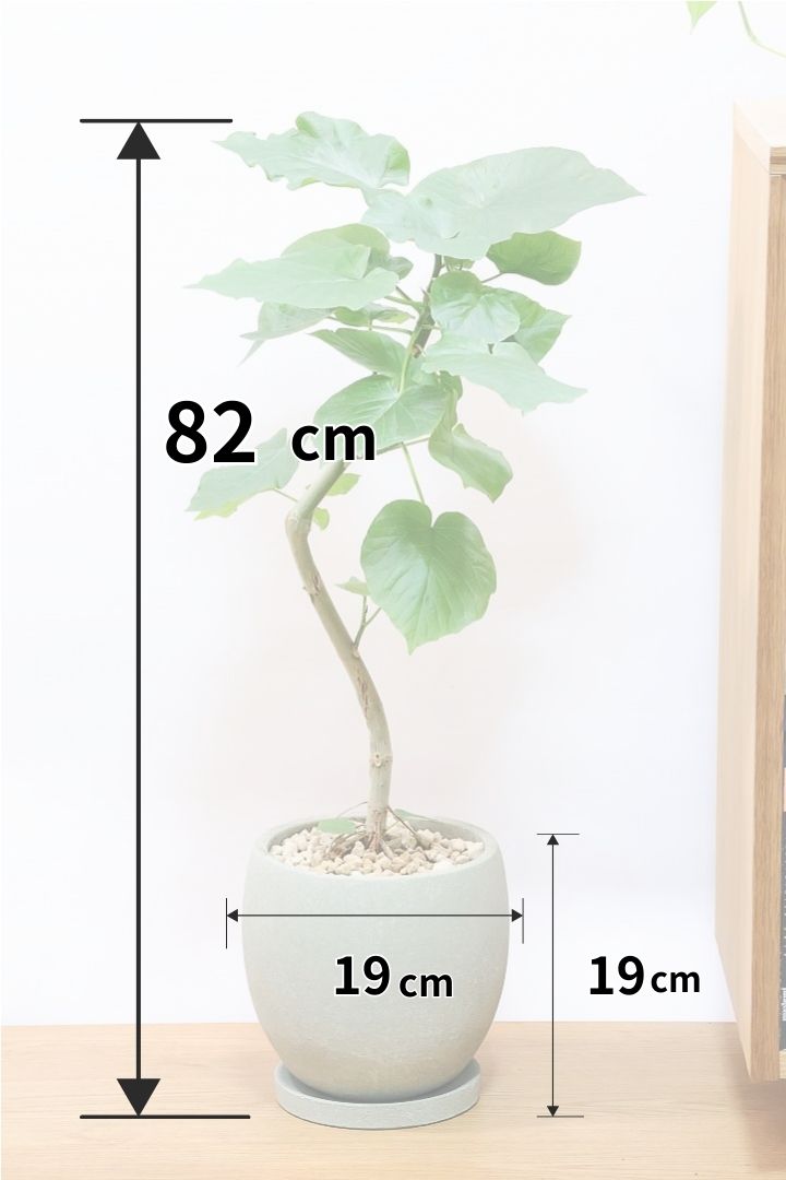 【ウンベラータ】※幹に傷有のため特価！生長には問題ありません。あくまで見た目の問題だけです！
