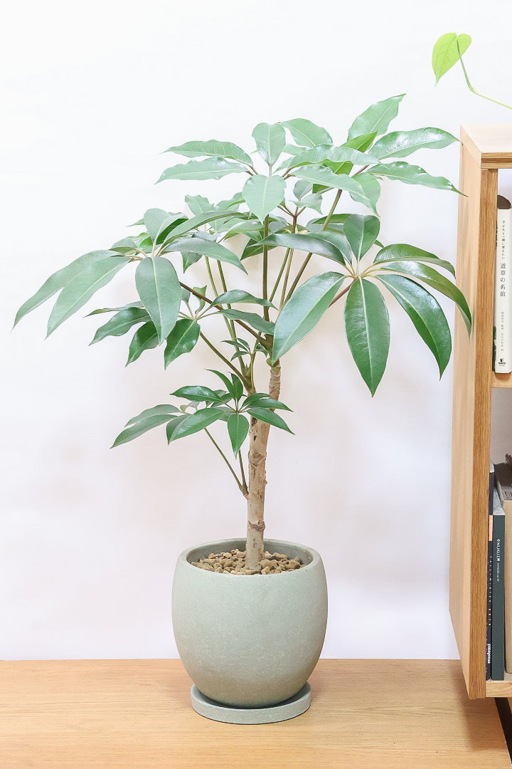 【チュピタンサス】お手頃なサイズ感でボリュームのある樹形！このサイズはめったに入荷がありませんのでぜひ！