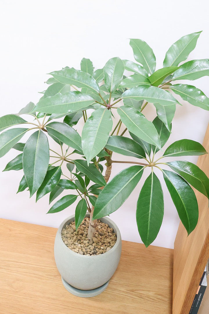 【チュピタンサス】お手頃なサイズ感でボリュームのある樹形！このサイズはめったに入荷がありませんのでぜひ！