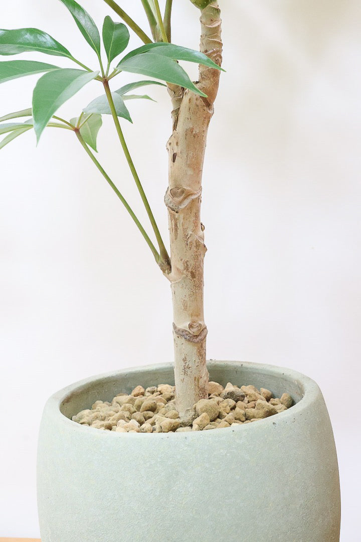 【チュピタンサス】お手頃なサイズ感でボリュームのある樹形！このサイズはめったに入荷がありませんのでぜひ！